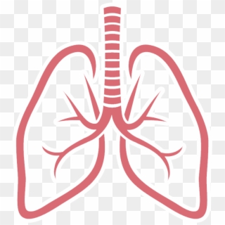 Lungs Png Picture - Lungs Png, Transparent Png