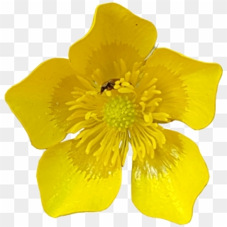 Yellow Flower Clipart 91285 - Buttercup, HD Png Download