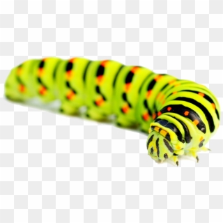 Caterpillar Png, Transparent Png
