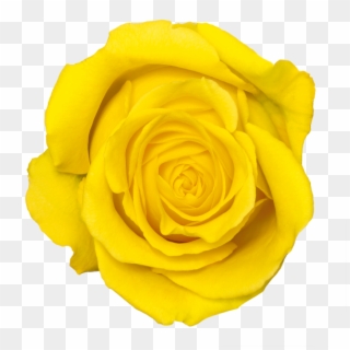 Fresh-ex Flowers - Transparent Yellow Rose, HD Png Download