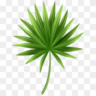 Tropical Leaves Png Clipart, Transparent Png