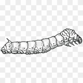 Silkworm Clipart Black And White, HD Png Download