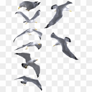 Gulls Background Png - Чайки Png, Transparent Png