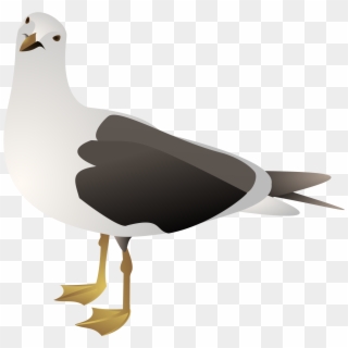 Gulls Clipart , Png Download - Seagull Clip Art, Transparent Png