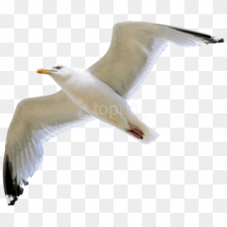 Seagull Clipart Transparent Background - Transparent Png Seagull Png, Png Download