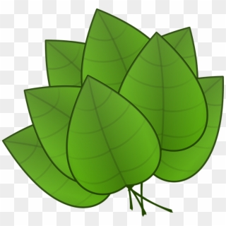 Tropical Leaf Template - Parts Of Plants Leaves, HD Png Download