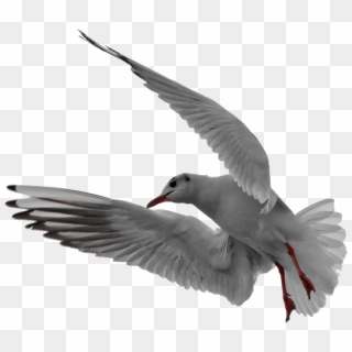 Seagull Flight Isolated - Franklin S Gull, HD Png Download