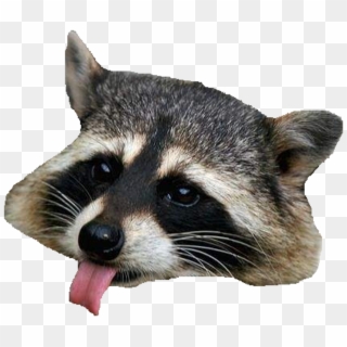 Raccoon Png Clipart Png Image - Raccoon Png, Transparent Png