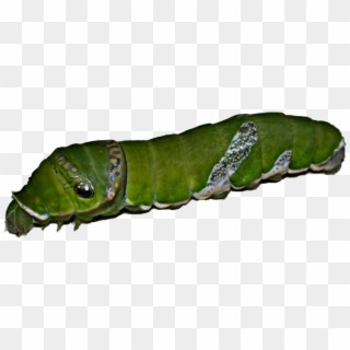 2367 X 875 7 - Larva .png, Transparent Png