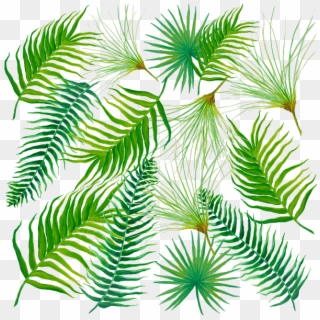 Bleed Area May Not Be Visible - Fern, HD Png Download