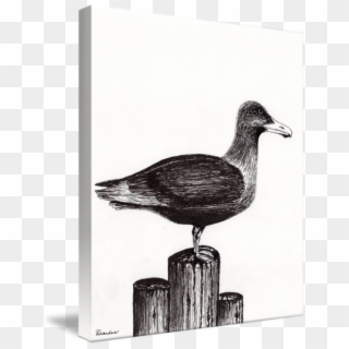 Graphic Library Library Seagull Portrait On Pier Piling - European Herring Gull, HD Png Download