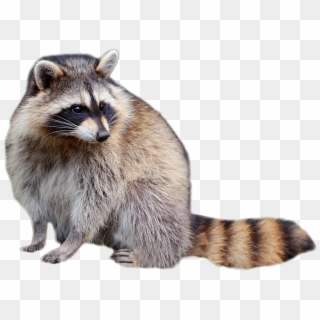Raccoon Png Picture - Raccoon Png, Transparent Png