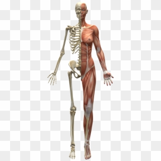 Skeleton And Muscles - Our Skeleton, HD Png Download