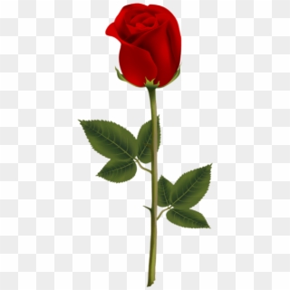 Red Rose PNG Transparent For Free Download - PngFind