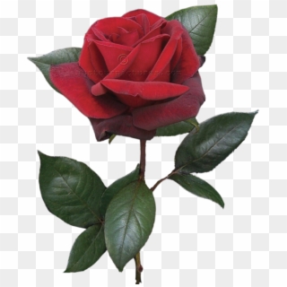 Single Red Rose On Stem - Single Red Rose Bud, HD Png Download