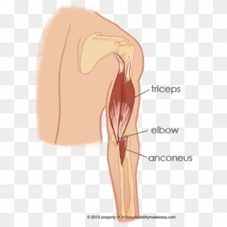 Shoulder Muscle 14 - Triceps Anconeus, HD Png Download