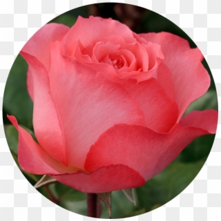 June - Rose - Rose, HD Png Download