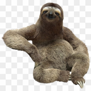Sloth Picture With White Background, HD Png Download