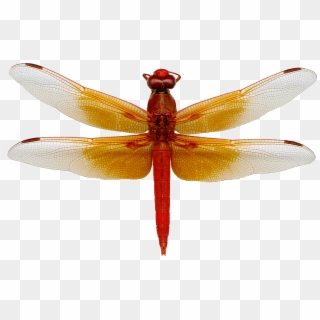 Dragon Fly Png, Transparent Png
