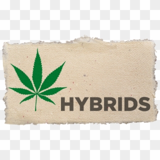 Cannabis Hybrid Label - Cannabis Leaf, HD Png Download