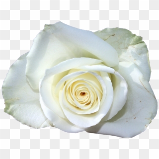 Flower, White, Rose, Lying - Condoleance Kaart, HD Png Download