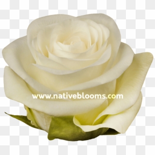 White Roses - Garden Roses, HD Png Download