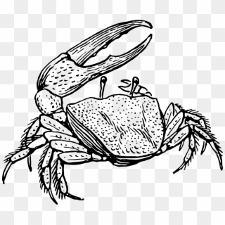 This Free Icons Png Design Of Fiddler Crab, Transparent Png