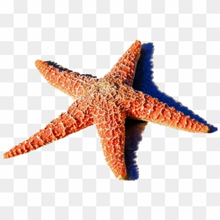 Isolated Starfish Red Sea Ocean Beach - Animais Estrela Do Mar, HD Png Download