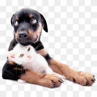 765 X 690 4 - Dog And Kitten Hug, HD Png Download