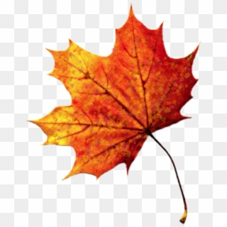 Fall Autumn Leaves, HD Png Download