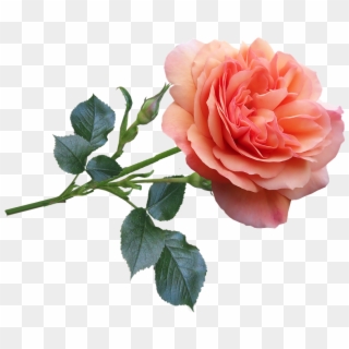 Rose, Flower, Garden, Bloom, Perfume, Nature - Flower Rose Good Morning, HD Png Download
