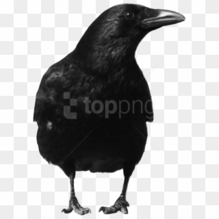 Free Png Download Crow Png Images Background Png Images - Crow Png, Transparent Png