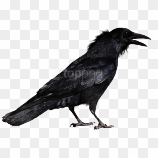 Free Png Download Crow Png Images Background Png Images - Crow Png, Transparent Png