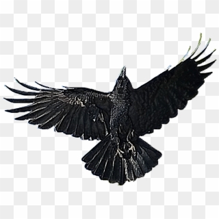 Crow Free Png Transparent Background Images Free Download, Png Download