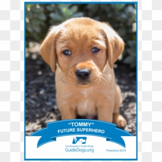 A Pic Of A Puppy - Southeastern Guide Dogs, HD Png Download
