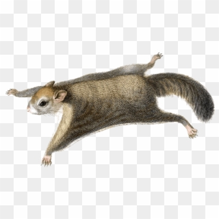 Squirrel Free Png Image - Flying Squirrel Clip Art, Transparent Png