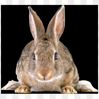 Free Rabbit Png Images - European Common Rabbit Png, Transparent Png