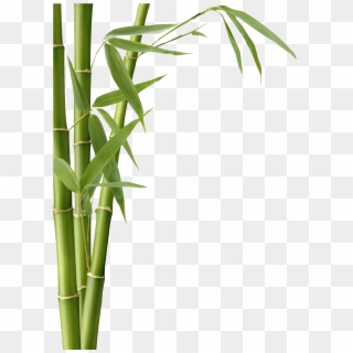 Bamboo Leaves, HD Png Download