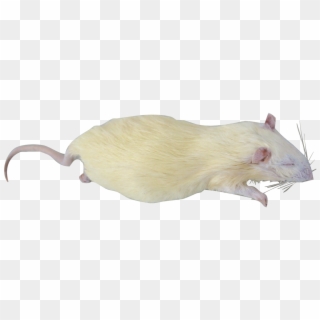 Loading Zoom - Rat, HD Png Download