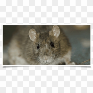 It's Never Pleasant To Have Rats Around Your Home - Gross Rat, HD Png Download