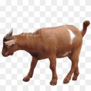 Free Png Goat Png Images Transparent - Brown Goats Png, Png Download