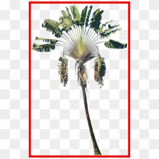 Incredible Ravenala Png Tree Cut Out Cambodian Plants - Passion Flower, Transparent Png