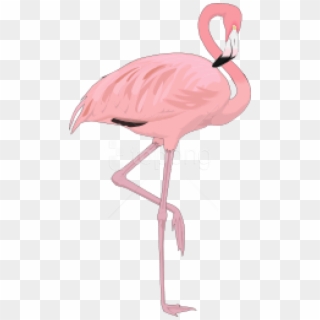 Free Png Download Flamingo Png Images Background Png - Flamingo Png Transparent, Png Download