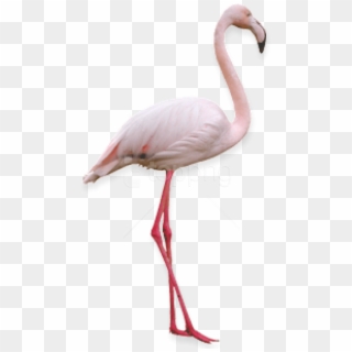 Free Png Images - Transparent Background Flamingo Png, Png Download