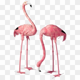Flamingo Art Png Free Download - Flamingo Decoratie Veren, Transparent Png