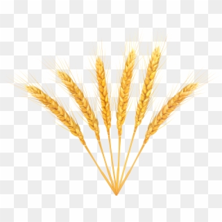 Wheat Png -, Transparent Png