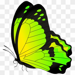 0, - Yellow Green Butterfly Png, Transparent Png