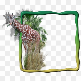 Frame, Photo Frame, Giraffe In The Frame - Transparent Background Giraffes Png, Png Download