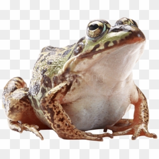 Free Png Download Frog Png Images Background Png Images - Kill All Normies, Transparent Png