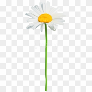 Free Png Images - Transparent Background Daisy Png, Png Download